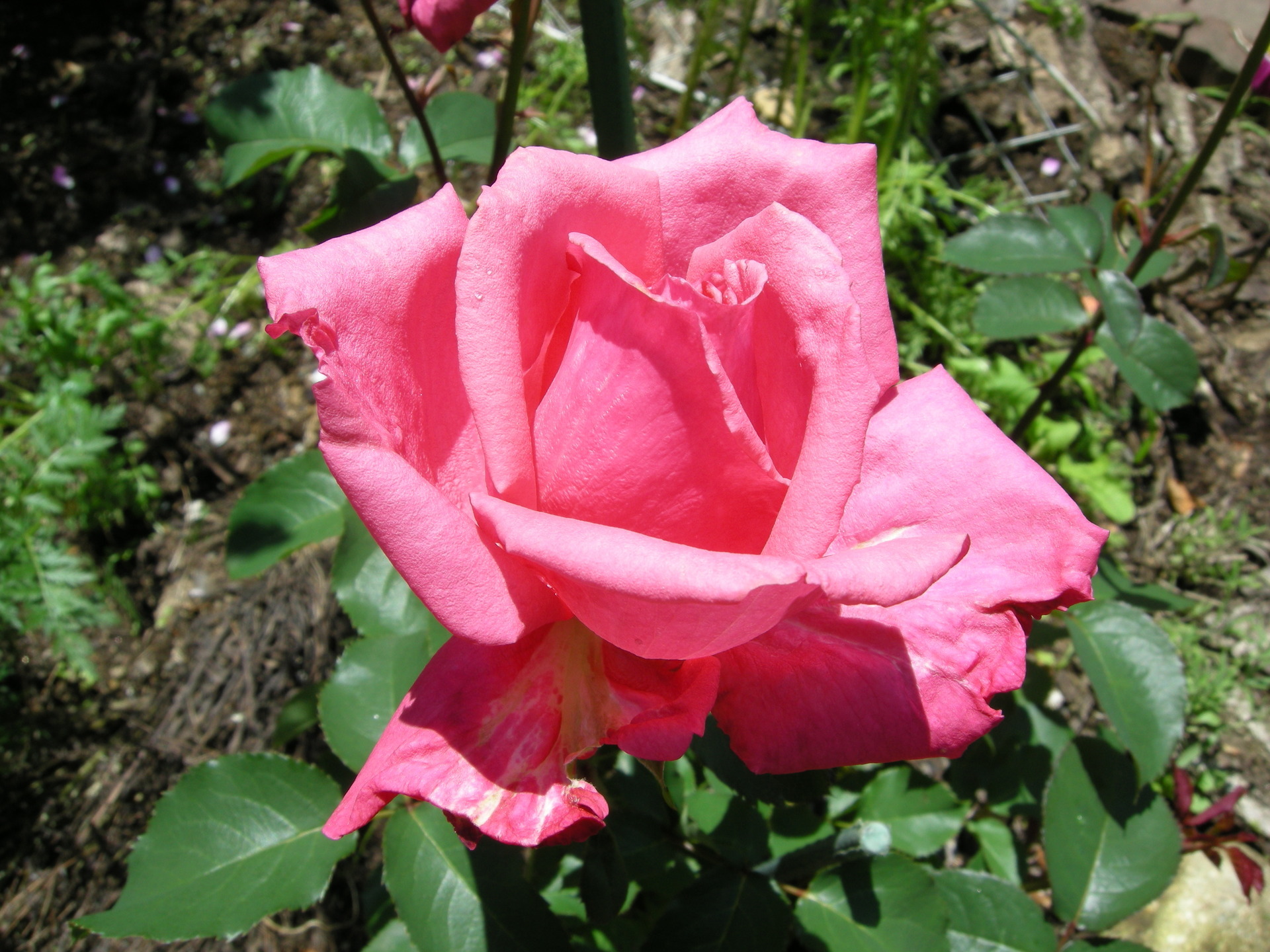 あぶらむし その２ みずなら バラ科の花たち