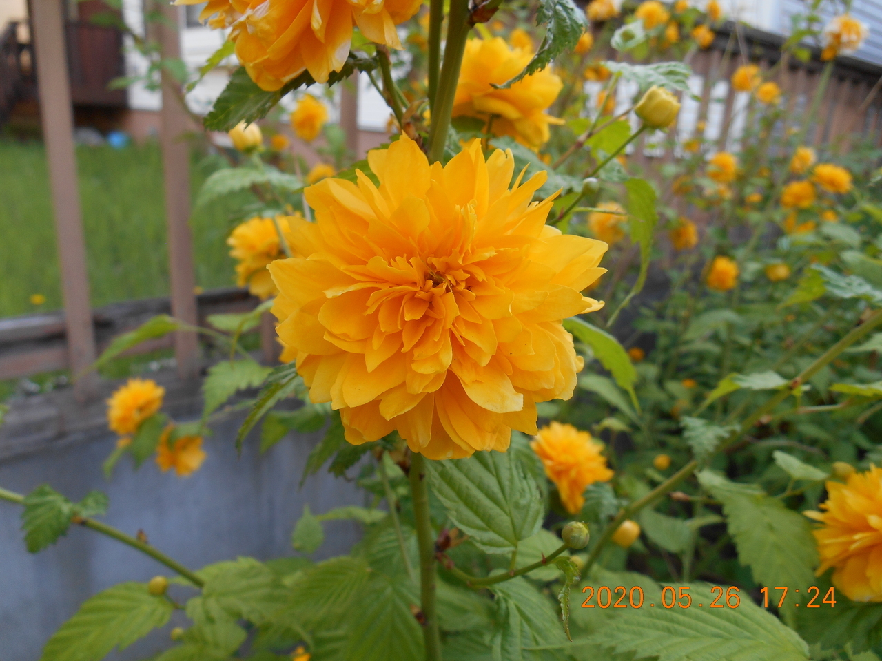 八重山吹 みずなら バラ科の花たち