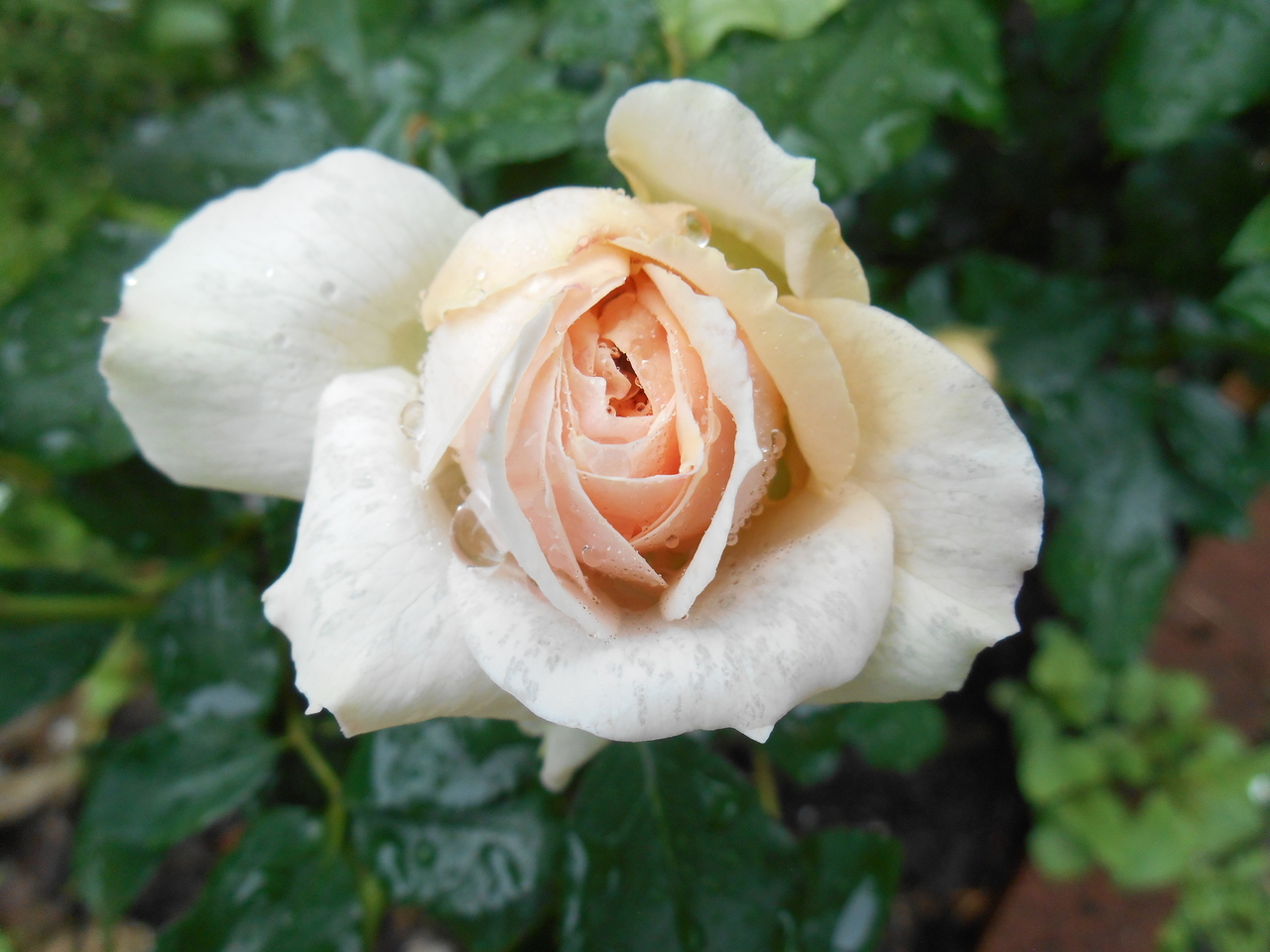 みずなら バラ科の花たち